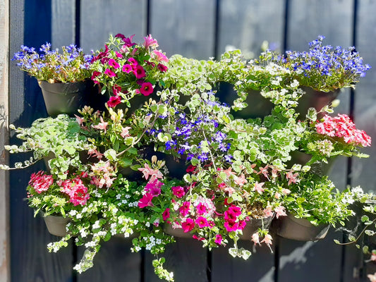 Meerkleurige hangende bloemmand met groene bladeren en paarse bloemen, gemaakt van plastic.